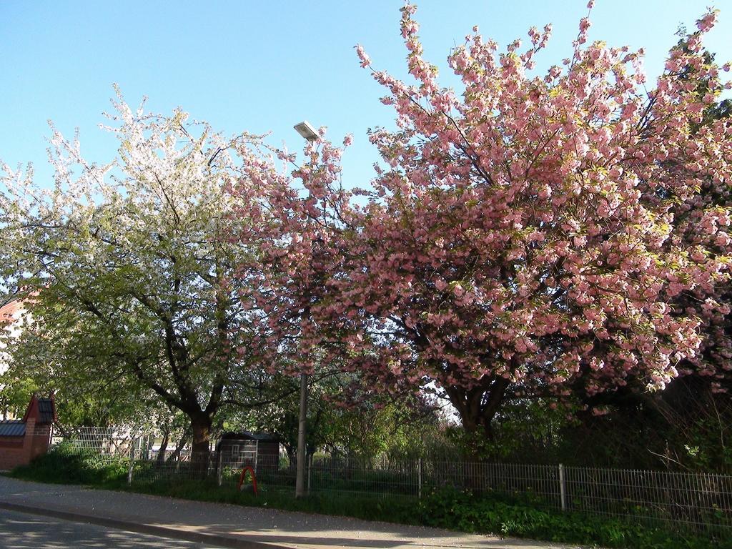 B&B Muehlenvilla Am Buetzower Hafen 外观 照片